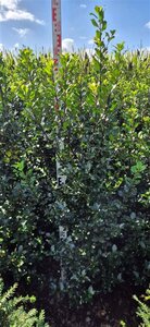 Ilex meserv. 'Blue Prince' (man=geen bes) 125-150 cm met kluit - afbeelding 7