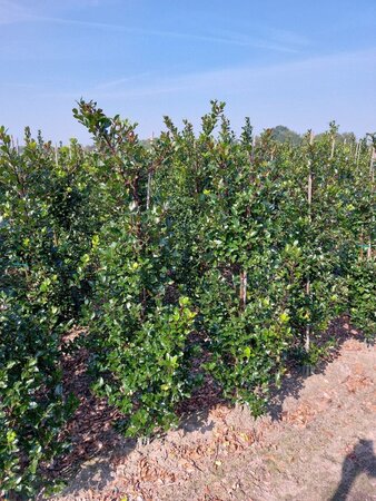 Ilex meserv. 'Blue Prince' (man=geen bes) 150-175 cm met kluit - afbeelding 5
