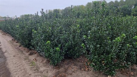 Ilex meserv. 'Blue Prince' (man=geen bes) 150-175 cm met kluit - afbeelding 4
