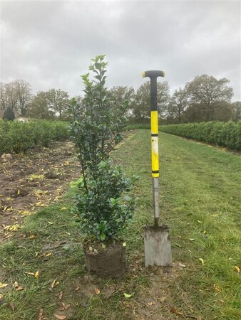 Ilex meserv. Heckenfee (vrouw=bes) 100-125 cm met kluit - afbeelding 2