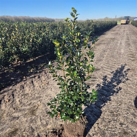 Ilex meserv. Heckenfee (vrouw=bes) 80-100 cm met kluit - afbeelding 3
