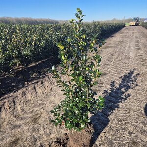 Ilex meserv. Heckenfee (vrouw=bes) 80-100 cm met kluit - afbeelding 3