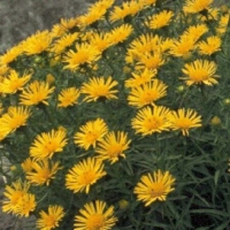 Inula ensifolia geen maat specificatie 0,55L/P9cm - afbeelding 1
