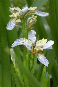 Iris foetidissima geen maat specificatie 0,55L/P9cm - afbeelding 3