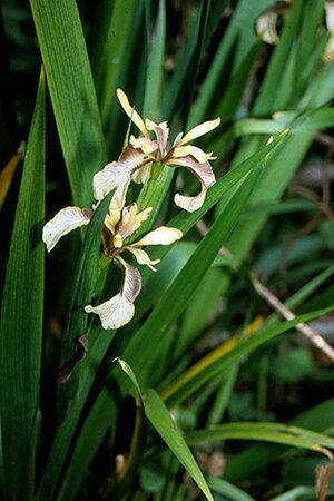 Iris foetidissima geen maat specificatie 0,55L/P9cm - afbeelding 4