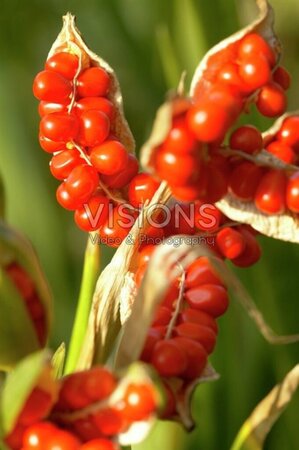 Iris foetidissima geen maat specificatie 0,55L/P9cm - afbeelding 5