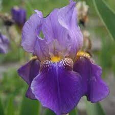 Iris (G) 'Lent A. Williamson' geen maat specificatie 0,55L/P9cm - afbeelding 1