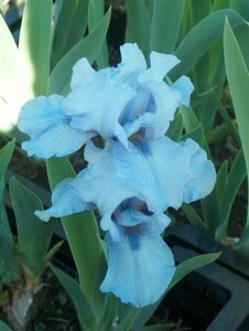 Iris (G) 'Lent A. Williamson' geen maat specificatie 0,55L/P9cm - afbeelding 2