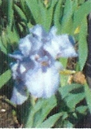 Iris (G) 'Lent A. Williamson' geen maat specificatie 0,55L/P9cm - afbeelding 3