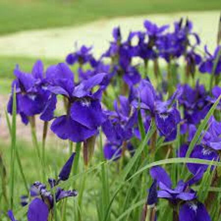 Iris sib. 'Caesar's Brother' geen maat specificatie 0,55L/P9cm - afbeelding 1