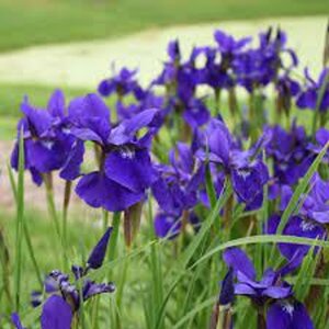 Iris sib. 'Caesar's Brother' geen maat specificatie 0,55L/P9cm