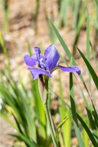 Iris sib. 'Silver Edge' geen maat specificatie 0,55L/P9cm