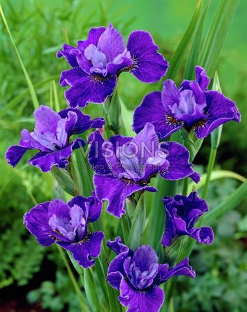 Iris sib. 'Silver Edge' geen maat specificatie 0,55L/P9cm - afbeelding 4