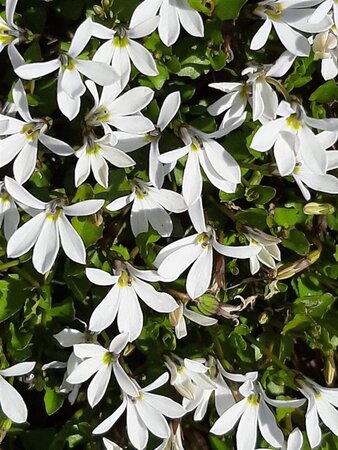 Isotoma fluviatilis 'Alba' geen maat specificatie 0,55L/P9cm