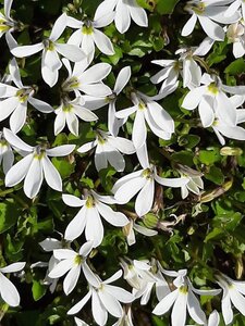 Isotoma fluviatilis 'Alba' geen maat specificatie 0,55L/P9cm