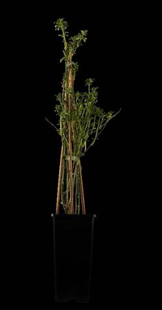 Jasminum nudiflorum 70 cm vierkant 2L - afbeelding 1
