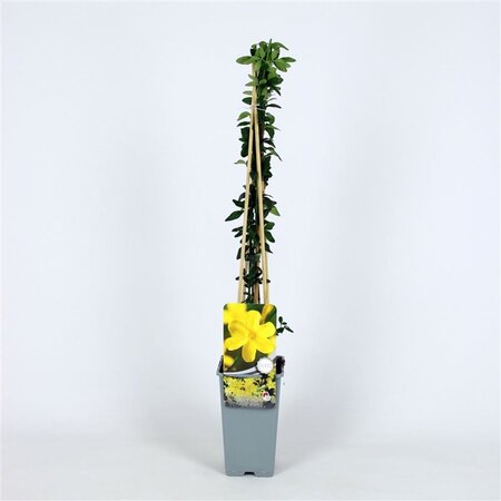 Jasminum nudiflorum 70 cm vierkant 2L - afbeelding 5