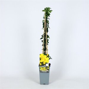 Jasminum nudiflorum 70 cm vierkant 2L - afbeelding 5