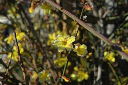 Jasminum nudiflorum 70 cm vierkant 2L - afbeelding 2