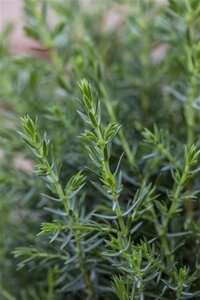 Juniperus comm. 'Arnold' 40-50 cm cont. 3,5L