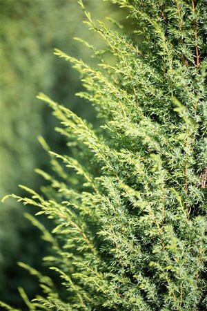 Juniperus comm. 'Hibernica' 150-175 cm met kluit - afbeelding 3