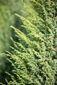 Juniperus comm. 'Hibernica' 150-175 cm met kluit - afbeelding 3