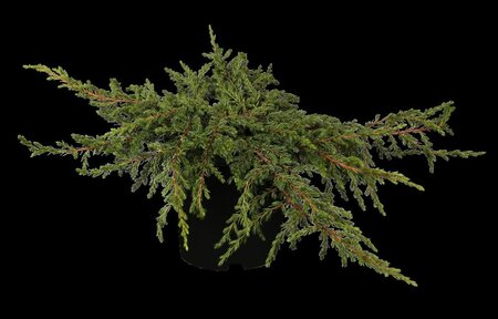 Juniperus comm. 'Repanda' 40-50 cm cont. 5,0L - afbeelding 1