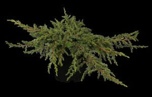Juniperus comm. 'Repanda' 40-50 cm cont. 5,0L - afbeelding 1