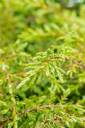 Juniperus comm. 'Repanda' 40-50 cm cont. 5,0L - afbeelding 2