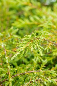 Juniperus comm. 'Repanda' 40-50 cm cont. 5,0L - afbeelding 2