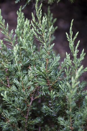 Juniperus comm. 'Repanda' 40-50 cm cont. 5,0L - afbeelding 3