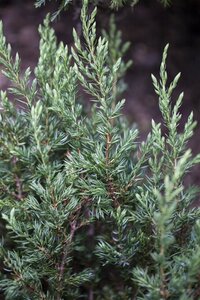 Juniperus comm. 'Repanda' 40-50 cm cont. 5,0L - afbeelding 3