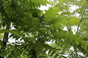 Juglans regia 25-30 Hoogstam draadkluit 4 X verplant
