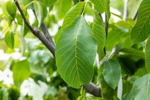 Juglans regia 8-10 Halfstam wortelgoed