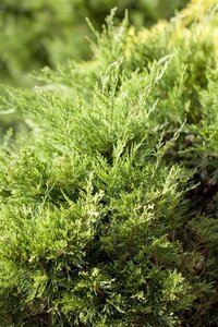 Juniperus pf. 'Mint Julep' 30-40 cm cont. 3,0L