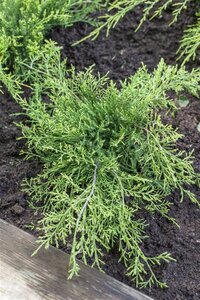 Juniperus pf. 'Old Gold' 20-25 cm cont. 2,0L