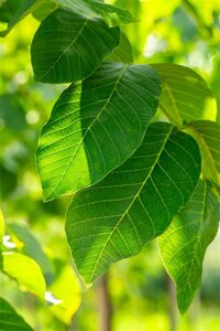 Juglans r. 'Broadview' 16-18 Hoogstam wortelgoed 3 X verplant
