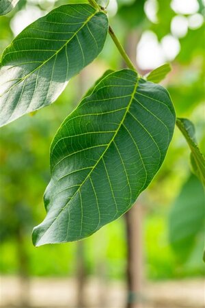 Juglans r. 'Broadview' 16-18 Hoogstam wortelgoed 3 X verplant - afbeelding 3