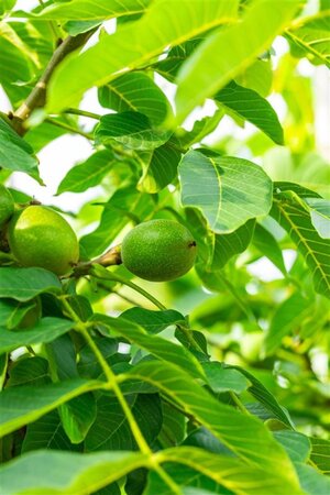 Juglans r. 'Broadview' 16-18 Hoogstam wortelgoed 3 X verplant - afbeelding 4