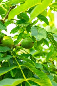 Juglans r. 'Broadview' 16-18 Hoogstam wortelgoed 3 X verplant - afbeelding 4