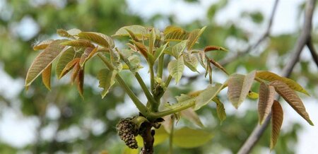 Juglans r. 'Broadview' dubbele U met rek wortelgoed - afbeelding 2