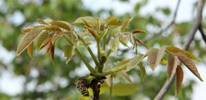 Juglans r. 'Broadview' dubbele U met rek wortelgoed - afbeelding 2