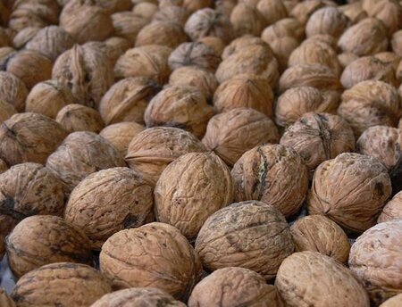 Juglans r. 'Broadview' dubbele U met rek wortelgoed - afbeelding 7