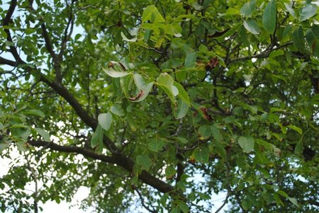 Juglans r. 'Broadview' dubbele U met rek wortelgoed - afbeelding 8