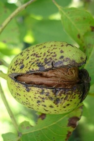 Juglans r. 'Buccaneer' dubbele U met rek wortelgoed - afbeelding 2