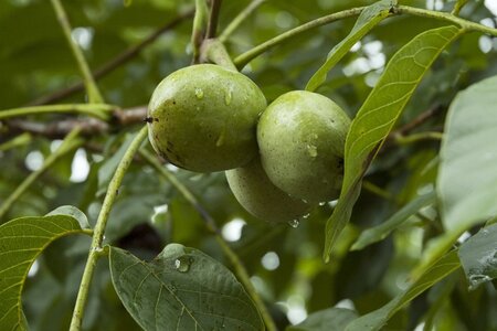 Juglans r. 'Buccaneer' dubbele U met rek wortelgoed - afbeelding 6
