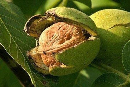 Juglans r. 'Coenen' dubbele U met rek wortelgoed - afbeelding 1