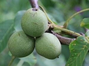 Juglans r. 'Coenen' dubbele U met rek wortelgoed - afbeelding 2