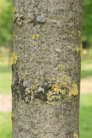 Juglans r. 'Coenen' dubbele U met rek wortelgoed - afbeelding 3