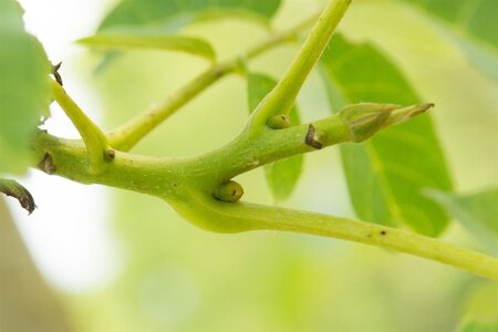 Juglans r. 'Coenen' dubbele U met rek wortelgoed - afbeelding 4